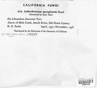 Capnocybe spongiosa image